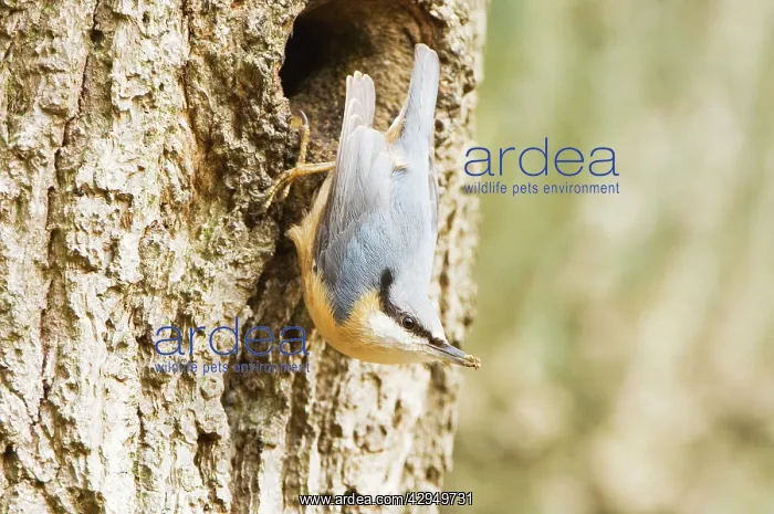  : Eurasian Nuthatch - Building nest