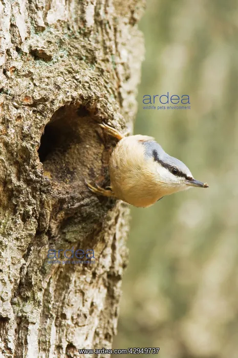 : Eurasian Nuthatch - Building nest : Eurasian Nuthatch - Building nest