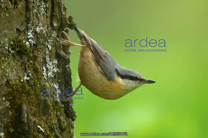 : Eurasian Nuthatch - clings to a tree trunk in spring : Eurasian Nuthatch - clings to a tree trunk in spring