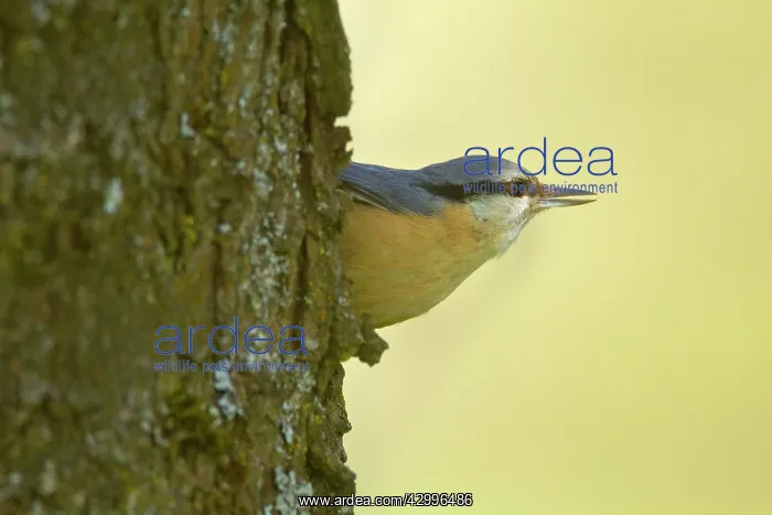 : Eurasian Nuthatch - clings to a tree trunk in spring : Eurasian Nuthatch - clings to a tree trunk in spring