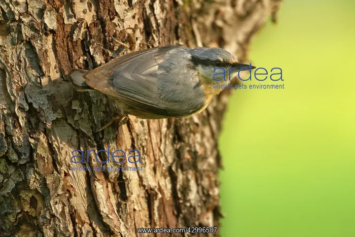 : Eurasian Nuthatch - clings to a tree trunk in spring : Eurasian Nuthatch - clings to a tree trunk in spring