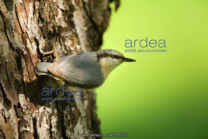 : Eurasian Nuthatch - clings to a tree trunk in spring : Eurasian Nuthatch - clings to a tree trunk in spring