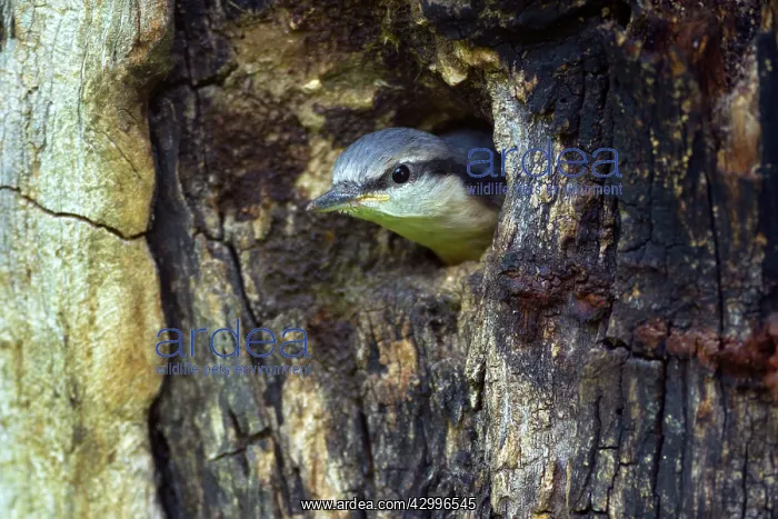 : Eurasian Nuthatch - almost fledged Nuthatch chick : Eurasian Nuthatch - almost fledged Nuthatch chick