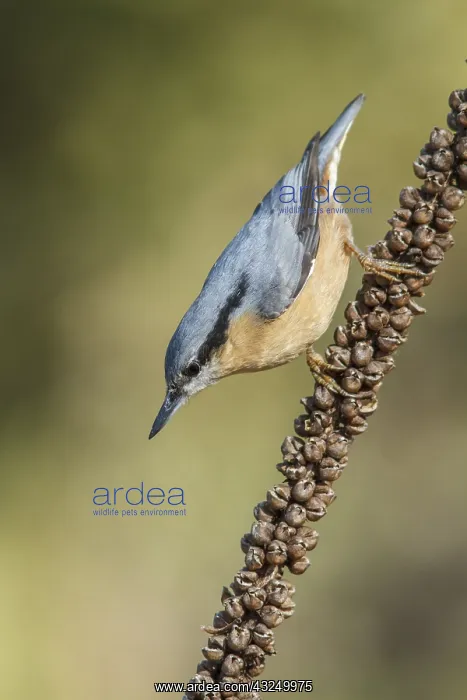  : Eurasian Nuthatch perched on a branch Galicia Spain