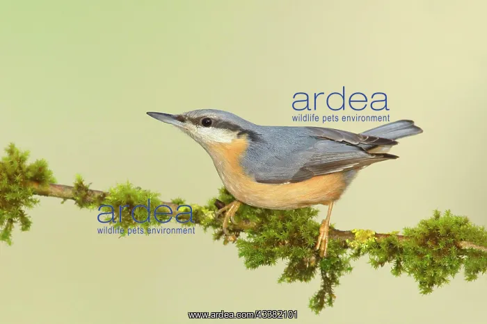 : Eurasian nuthatch (Sitta europaea), sitting on moss-covered : Eurasian nuthatch (Sitta europaea), sitting on moss-covered