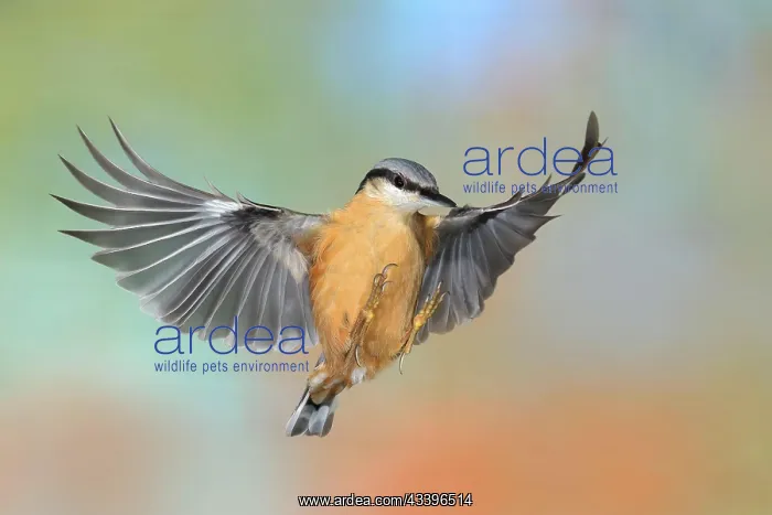 : Eurasian nuthatch (Sitta europaea), in flight, lateral : Eurasian nuthatch (Sitta europaea), in flight, lateral