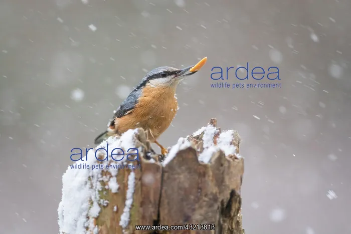 : Eurasian nuthatch (Sitta europaea) in blowing snow : Eurasian nuthatch (Sitta europaea) in blowing snow