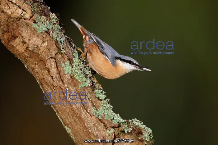: Eurasian nuthatch (Sitta europaea) on a branch : Eurasian nuthatch (Sitta europaea) on a branch