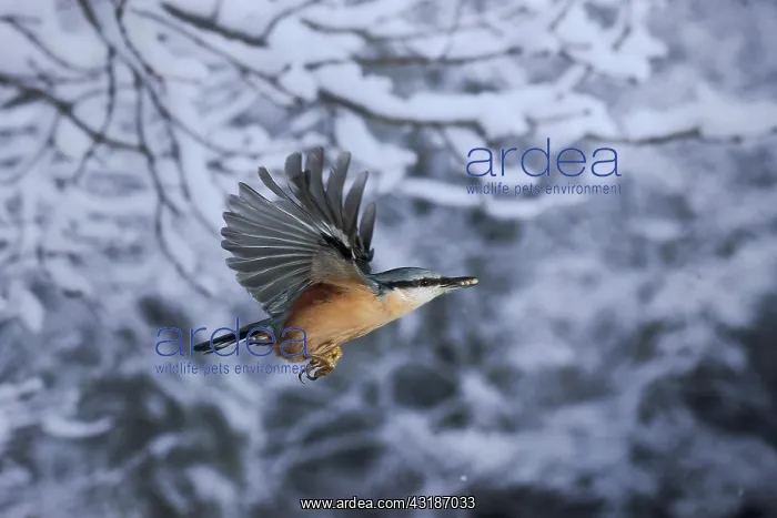: Eurasian nuthatch (Sitta europaea) flies with three : Eurasian nuthatch (Sitta europaea) flies with three