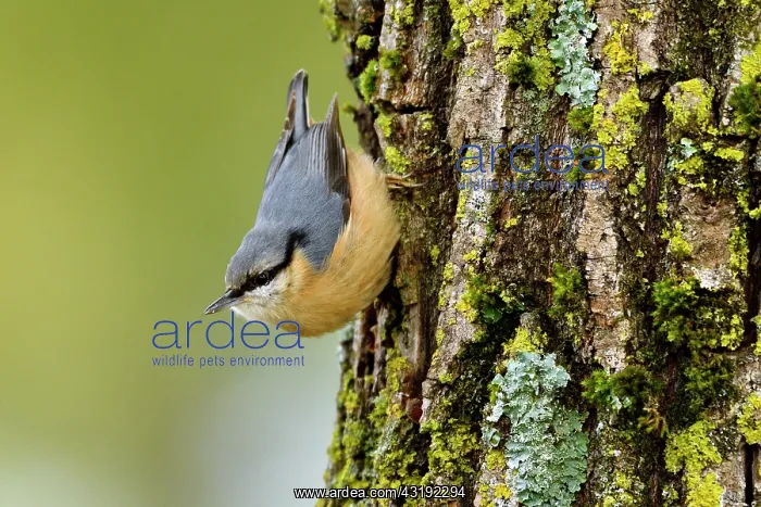 : Eurasian nuthatch (Sitta europaea) growing upside : Eurasian nuthatch (Sitta europaea) growing upside