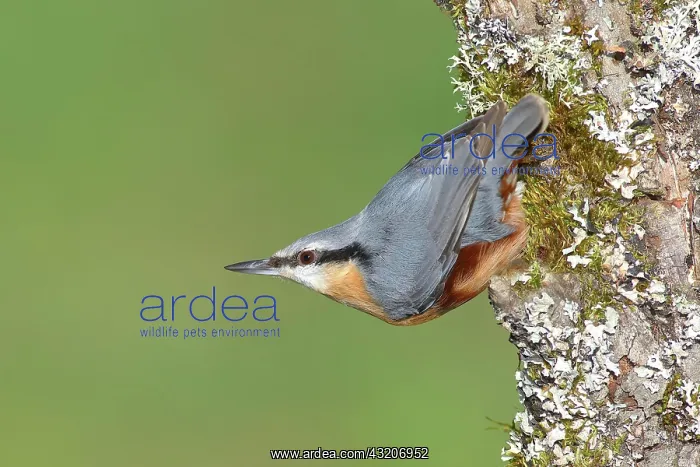 : Eurasian nuthatch (Sitta europaea) hanging calling : Eurasian nuthatch (Sitta europaea) hanging calling