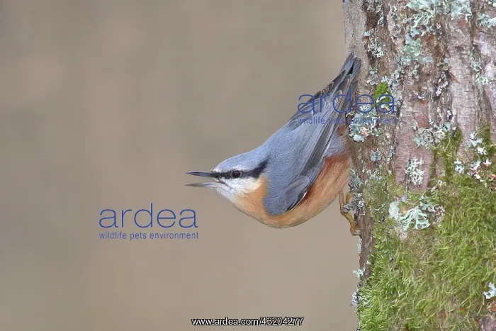 : Eurasian nuthatch (Sitta europaea) hanging crying : Eurasian nuthatch (Sitta europaea) hanging crying