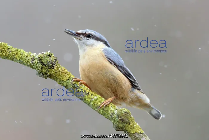  : Eurasian nuthatch (Sitta europaea) with lining