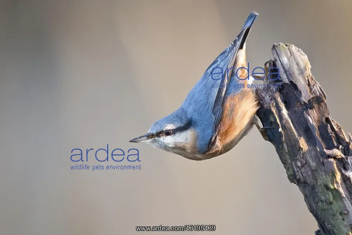 : Eurasian nuthatch (Sitta europaea) on rotten branch : Eurasian nuthatch (Sitta europaea) on rotten branch