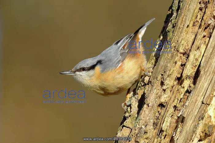 : Eurasian nuthatch (Sitta europaea) running down : Eurasian nuthatch (Sitta europaea) running down