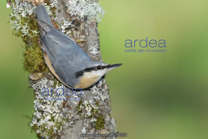 : Eurasian nuthatch (Sitta europaea), running down : Eurasian nuthatch (Sitta europaea), running down