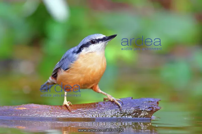 : Eurasian nuthatch (Sitta europaea) sits on one root : Eurasian nuthatch (Sitta europaea) sits on one root