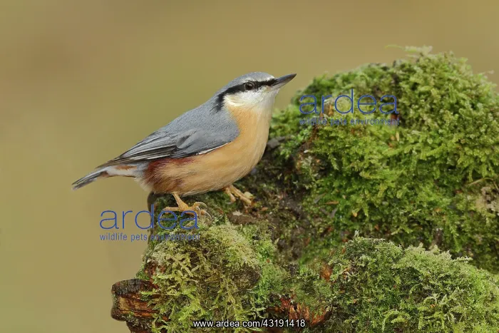 : Eurasian nuthatch (Sitta europaea), sitting on a : Eurasian nuthatch (Sitta europaea), sitting on a