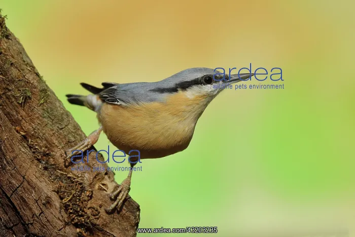 : Eurasian nuthatch ( Sitta europaea), sitting at : Eurasian nuthatch ( Sitta europaea), sitting at