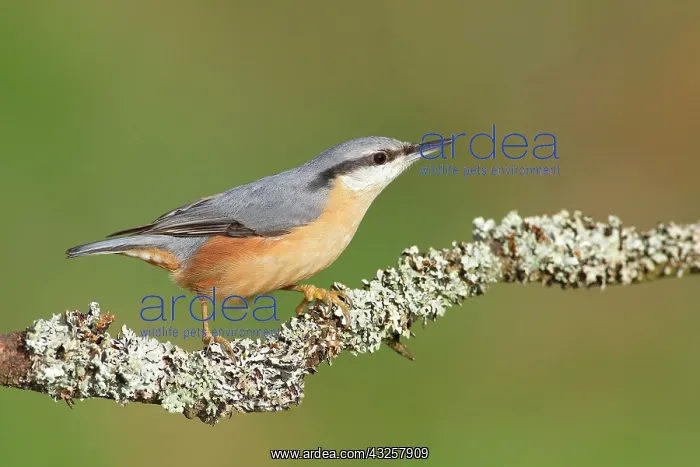 : Eurasian nuthatch (Sitta europaea), sitting on a : Eurasian nuthatch (Sitta europaea), sitting on a