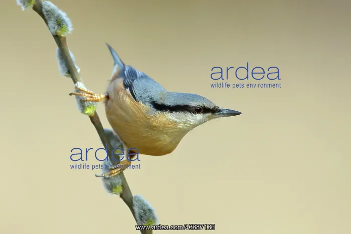 : Eurasian nuthatch (Sitta europaea), sitting on goat : Eurasian nuthatch (Sitta europaea), sitting on goat