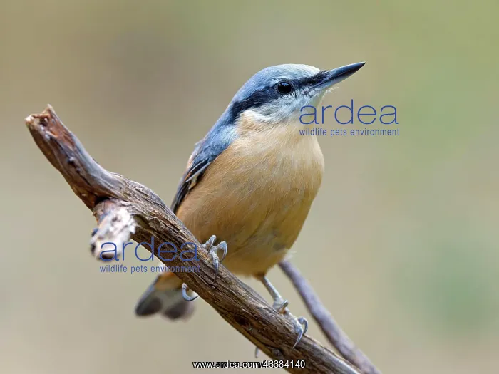 : Eurasian nuthatch (Sitta europaea), Solms, Hesse : Eurasian nuthatch (Sitta europaea), Solms, Hesse