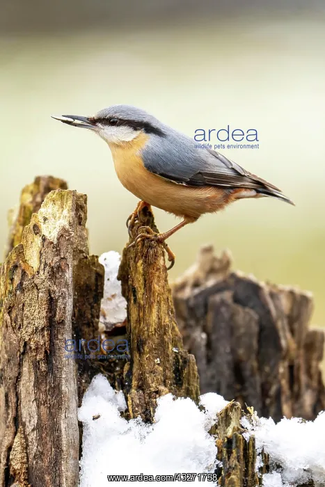 : Eurasian nuthatch (Sitta europaea) with sunflower : Eurasian nuthatch (Sitta europaea) with sunflower