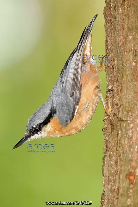 : Eurasian nuthatch (Sitta europaea) on a tree trunk : Eurasian nuthatch (Sitta europaea) on a tree trunk