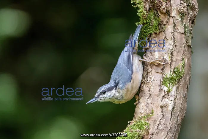 : Eurasian nuthatch (Sitta europaea), Volcanic Eifel : Eurasian nuthatch (Sitta europaea), Volcanic Eifel
