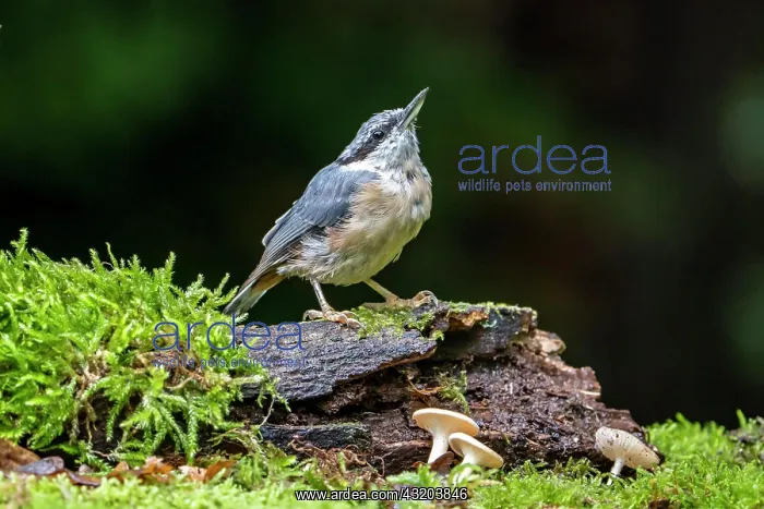 : Eurasian nuthatch (Sitta europaea), Volcanic Eifel : Eurasian nuthatch (Sitta europaea), Volcanic Eifel