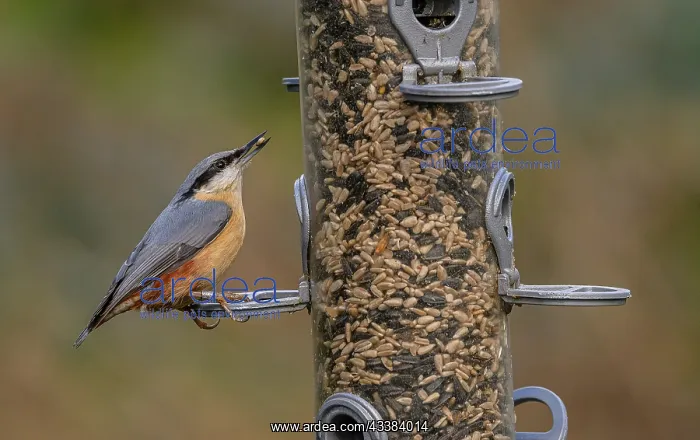 : Eurasian nuthatch, Sitta europaea, at woodland b : Eurasian nuthatch, Sitta europaea, at woodland b