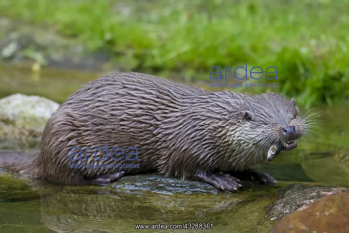 : Eurasian Otter - adult eating a fish - Germany : Eurasian Otter - adult eating a fish - Germany