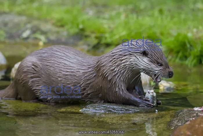: Eurasian Otter - adult eating a fish - Germany : Eurasian Otter - adult eating a fish - Germany