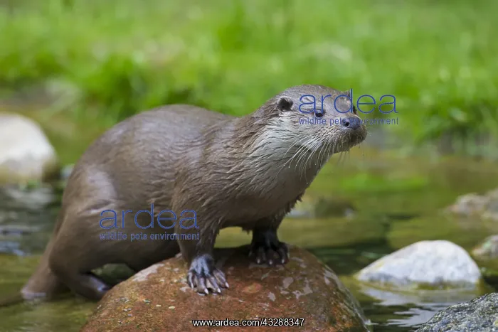 : Eurasian Otter - adult otter - Germany : Eurasian Otter - adult otter - Germany