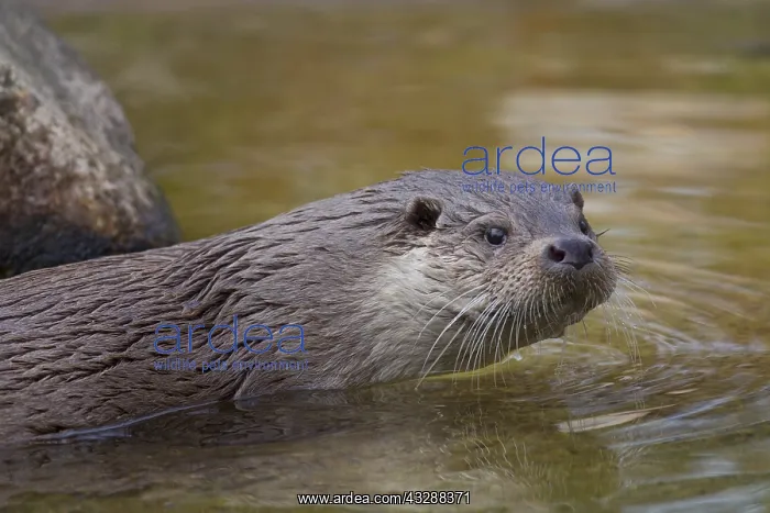  : Eurasian Otter - adult otter portrait - Germany