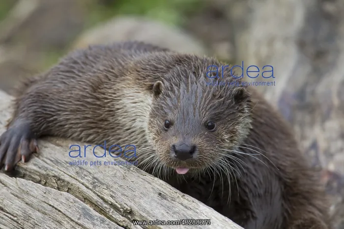 : Eurasian Otter - adult otter portrait - Germany : Eurasian Otter - adult otter portrait - Germany