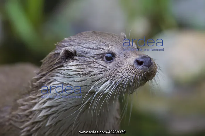 : Eurasian Otter - adult otter portrait - Germany : Eurasian Otter - adult otter portrait - Germany