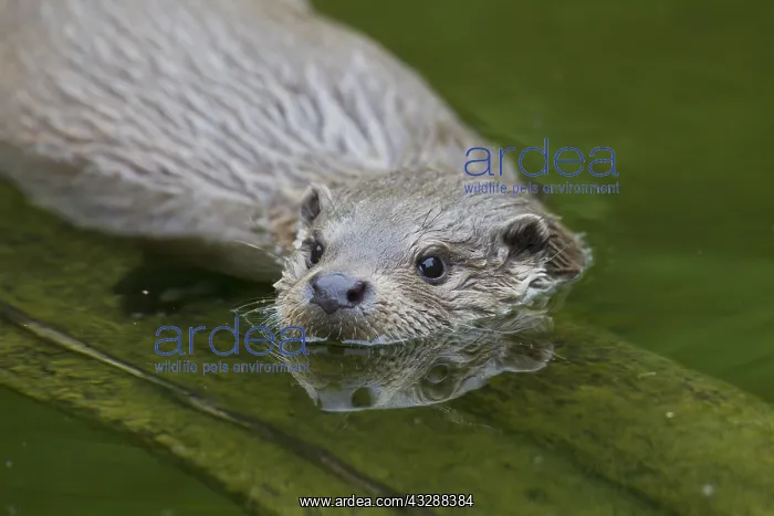 : Eurasian Otter - adult otter portrait - Germany : Eurasian Otter - adult otter portrait - Germany