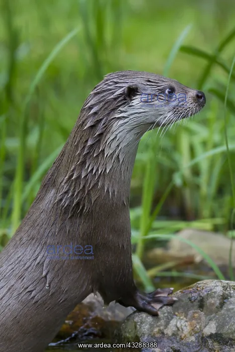 : Eurasian Otter - adult otter portrait - Germany : Eurasian Otter - adult otter portrait - Germany