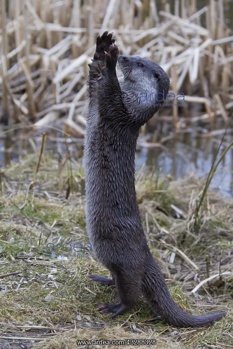 : Eurasian Otter - adult stood monitoring around - : Eurasian Otter - adult stood monitoring around -