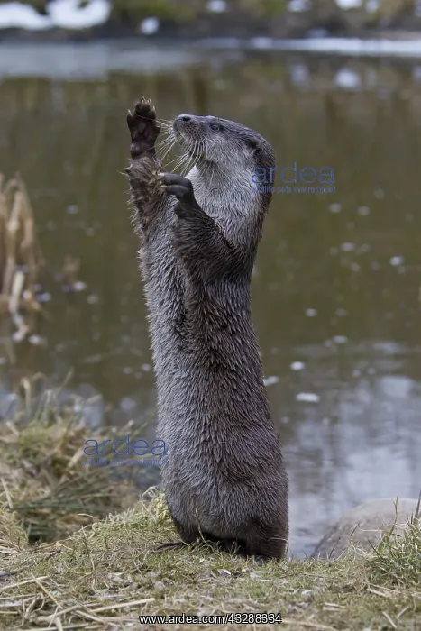 : Eurasian Otter - adult stood monitoring around - : Eurasian Otter - adult stood monitoring around -