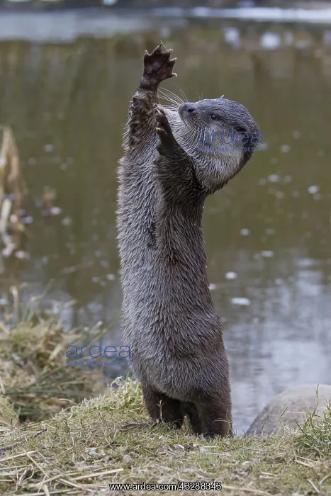 : Eurasian Otter - adult stood monitoring around - : Eurasian Otter - adult stood monitoring around -