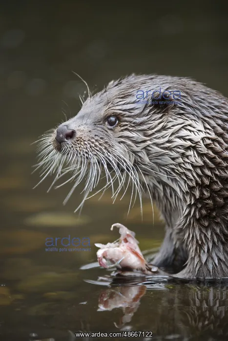 : Eurasian Otter (Lutra lutra) : Eurasian Otter (Lutra lutra)