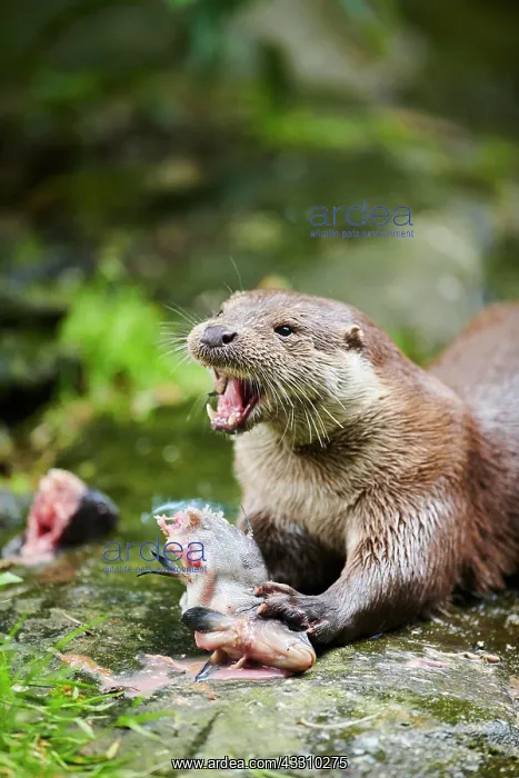: Eurasian otter (Lutra lutra), eating a fish, Bavaria : Eurasian otter (Lutra lutra), eating a fish, Bavaria