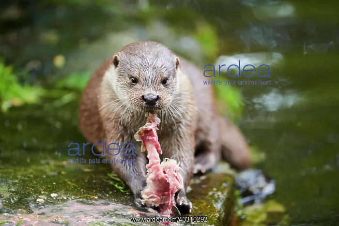 : Eurasian otter (Lutra lutra), eating a fish, Bavaria : Eurasian otter (Lutra lutra), eating a fish, Bavaria