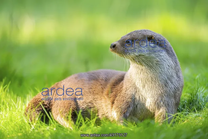 : Eurasian otter (Lutra lutra) on a meadow : Eurasian otter (Lutra lutra) on a meadow