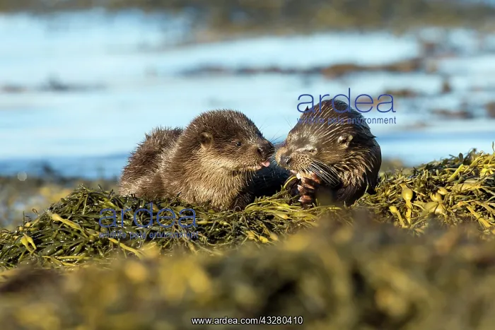 : Eurasian otter (Lutra lutra) mother and pup eating a fish : Eurasian otter (Lutra lutra) mother and pup eating a fish