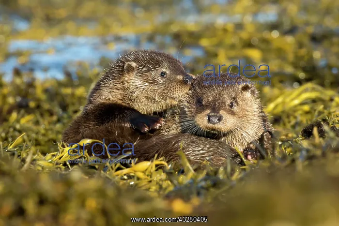 : Eurasian otter (Lutra lutra) mother and pup playing together : Eurasian otter (Lutra lutra) mother and pup playing together