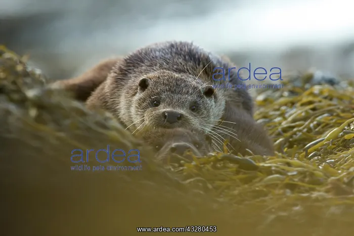 : Eurasian otter (Lutra lutra) mother and pup resting on the s : Eurasian otter (Lutra lutra) mother and pup resting on the s