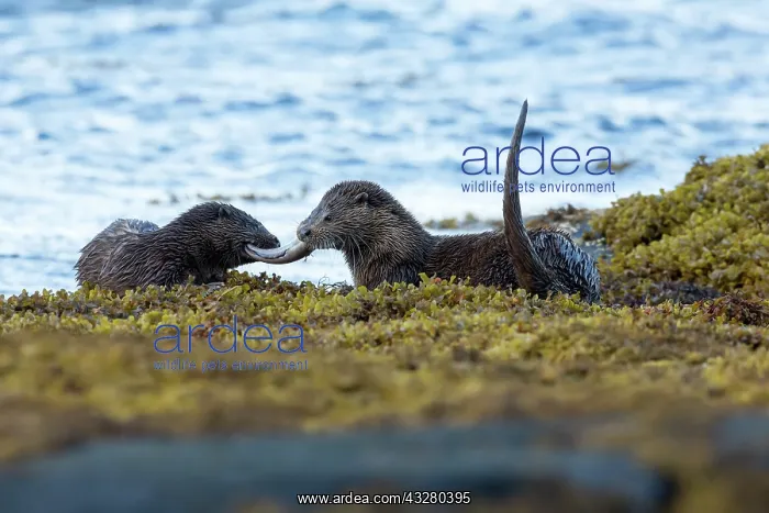 : Eurasian otter (Lutra lutra) mum and pup sharing an eel : Eurasian otter (Lutra lutra) mum and pup sharing an eel